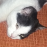 HaYTo